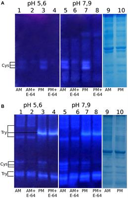 New Glutamine-Containing Substrates for the Assay of Cysteine Peptidases From the C1 Papain Family